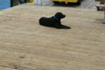 PICTURES/Fort Jefferson & Dry Tortugas National Park/t_Captain's Dog.JPG